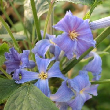 Clematis Wyevale