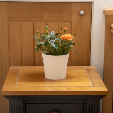 Beautiful Indoor Pot Roses in Assorted Colours