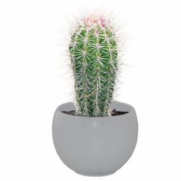 Cactus Grow Set - Mexican Giant - Perfect Gift! Cactus Grow Set - Mexican Giant - Perfect Gift!