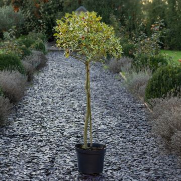Gorgeous LARGE Variegated Holly Tree Standard - Ilex argentea marginata - circa 140-160cm tall