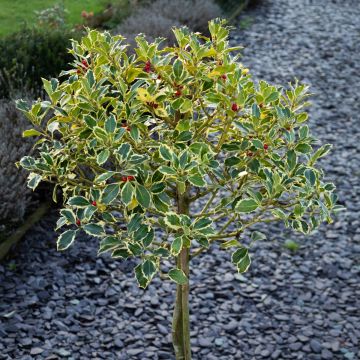 Gorgeous LARGE Variegated Holly Tree Standard - Ilex argentea marginata - circa 140-160cm tall