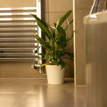 Spathiphyllum 'Alana' - Peace Lily in White Display Pot