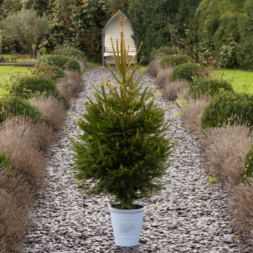 Premium Quality Fresh Christmas Tree 150-170cm, Potted Norway Spruce + FOR IMMEDIATE DISPATCH
