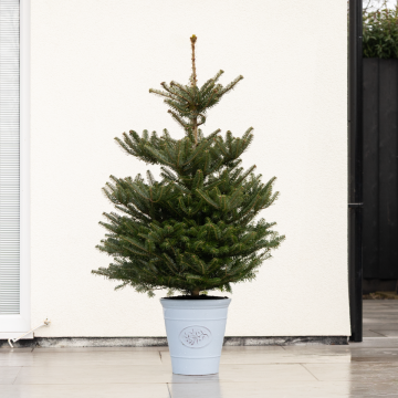 LARGE Potted Blue Cone Korean Fir - Abies Koreana - Fresh Christmas Tree circa 120-140cm tall