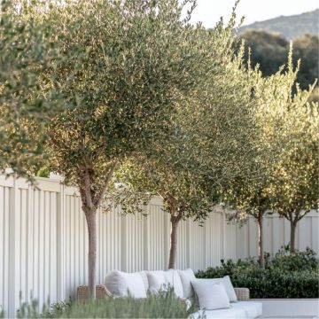 GIANT Tuscan Olive Tree - Olea Europa - Mediterranean Olive Tree XXXL - Large Specimen circa 250-300cm tall