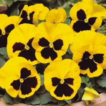 Pansy Yellow Blotch - Pack of SIX Plants