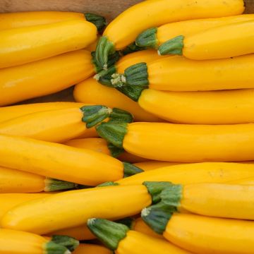 Courgette Plant 'Yellow Golden' Courgette Plant 'Yellow Golden'