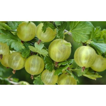 Four Plant Pillar Fruit Collection - Red Pillar Raspberry - Black Tower Blackberry - Crimson Pillar Gooseberry & Golden Pillar Gooseberry