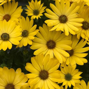 Osteospermum Daisy - Sunset Shades