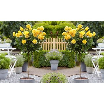 Pair of Mini Standard YELLOW Flowering Garden Rose Trees