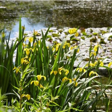 Complete Water Plant Pond Kit - Yellow Iris