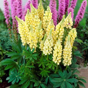 Lupinus Gallery Yellow - Yellow Lupin