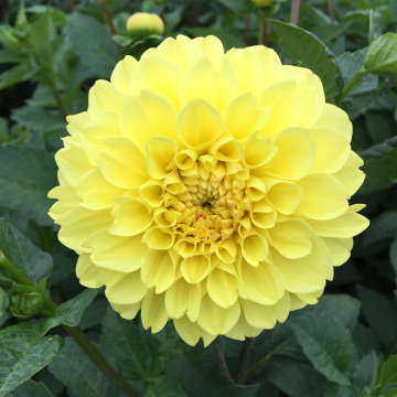 Dahlia Yellow Symphony