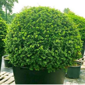 English Yew Topiary Ball - Taxus baccata  - Medium