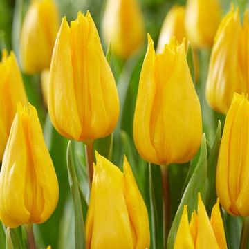 Tulip Yokohoma - Pack of 12