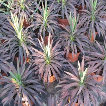 Yucca aloifolia 'Purpurea' - Spanish Dagger