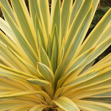 Yucca gloriosa Bright Star - Variegated Adams Needle