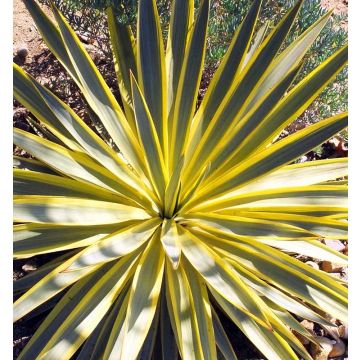 Yucca gloriosa Citrus Twist - Variegated