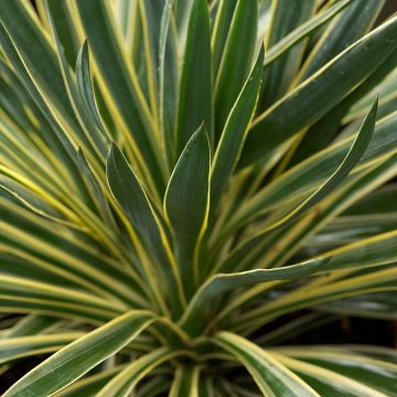 Yucca gloriosa Variegata - Adams Needle