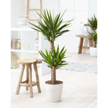 Yucca elephantipes - Indoor Yucca Tree - approx. 60-80cm in a Classic White Display pot