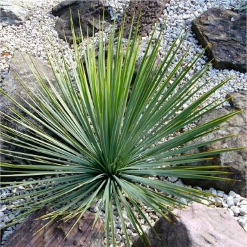 Yucca Rostrata - Hardy Beaked Yucca