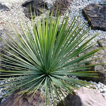 Yucca Rostrata - Hardy Beaked Yucca - LARGE