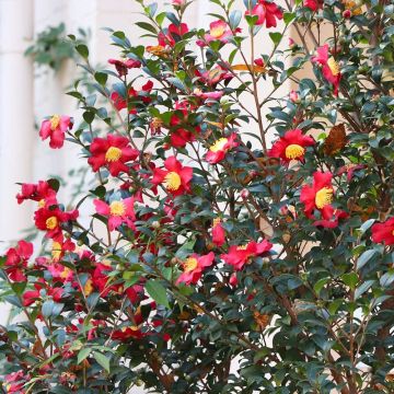 WINTER SALE - Camellia Yuletide