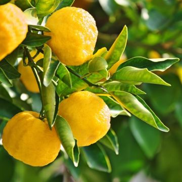 Yuzu Lime - Citrus junos Tree - 60-80cms