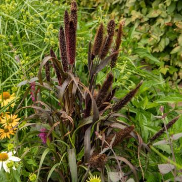 Pennisetum Glaucum 'Inky' Pennisetum Glaucum 'Inky'