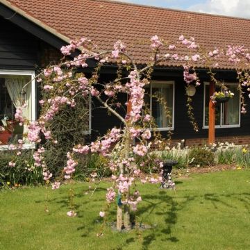 Prunus Kiku Shidare Zakura - Cherry Blossom Tree - circa 5-6Ft