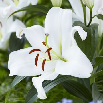 Lilium Oriental Zambesi - Pack of THREE Lily Bulbs