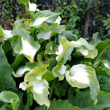  Zantedeschia aethiopica 'Green Goddess'