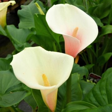 Zantedeschia 'Kiwi Blush'