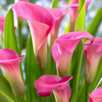 Beautiful Pink Calla Lily in Bud & Bloom