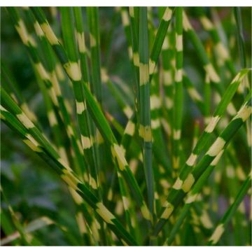 Miscanthus sinensis strictus 'Zebrinus' - Zebra Grass