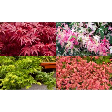 SPECIAL DEAL - Zensational Acers - Japanese Maple Collection