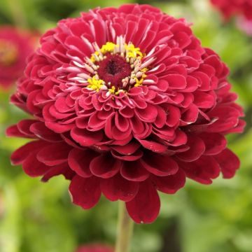 Zinnia elegans Meteor