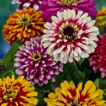 Zinnia elegans Whirlygig Improved Mixture