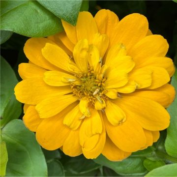 Zinnia Golden Glow - In Bud & Bloom