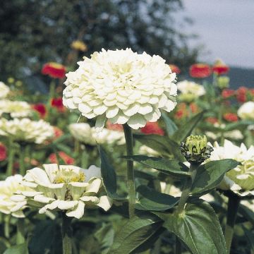 Zinnia elegans - Polar Bear