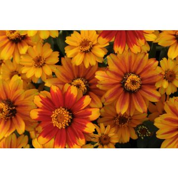 Zinnia Zahara  - Sunburst