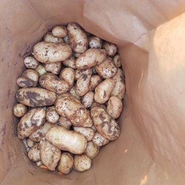 Zorba - 1st Early Seed Potatoes - Pack of 10