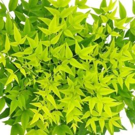 plants croton Croton