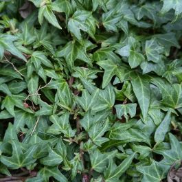 a hedera plant English Ivy Elegant Trailing Vine Live Plant, Indoor/Outdoor Air Purifier,  6