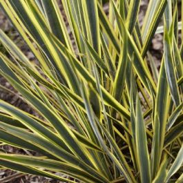 Yucca recurvifolia 'Banana Split'
