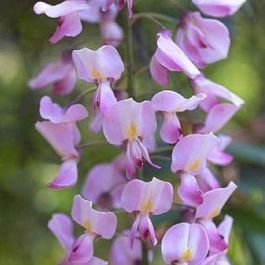 Wisteria brachybotrys Shiro beni - Pink Ice Japanese Wisteria - Large  Specimen Plant 5-6ft