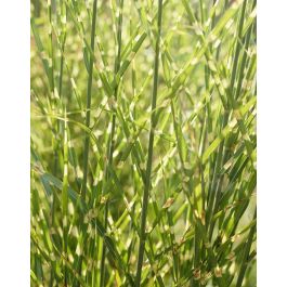 Ophiopogon japonicus variegata Silver Mist - Silver Mist Mondo Grass