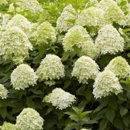 Hydrangea Swinging Sixties - Striking Pink Flushed Flowers