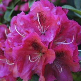 Rhododendron 'Red Devil'