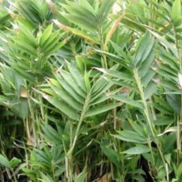 Fargesia murieliae 'Winter Black' - Large Black Stem Umbrella Bamboo circa  100-120cms tall
